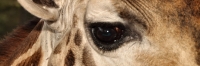 Nairobi_GiraffeCentre_4522 1
